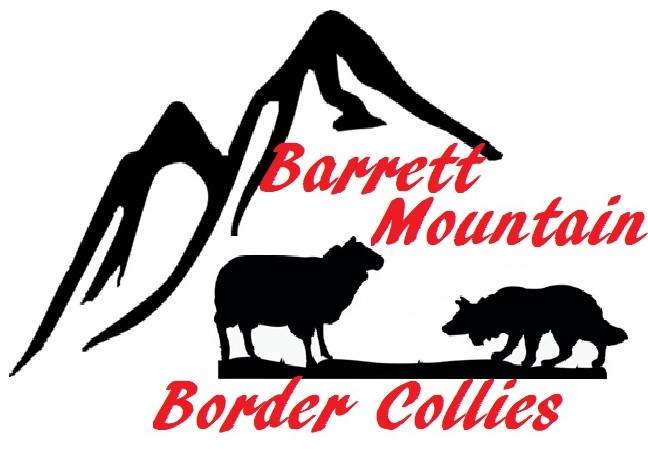 Barrett Mountain Border Collies