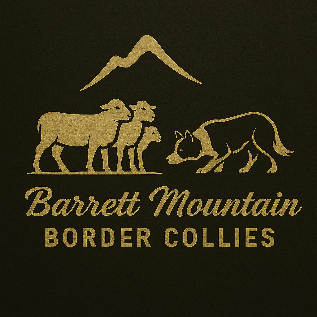 Barrett Mountain Border Collies