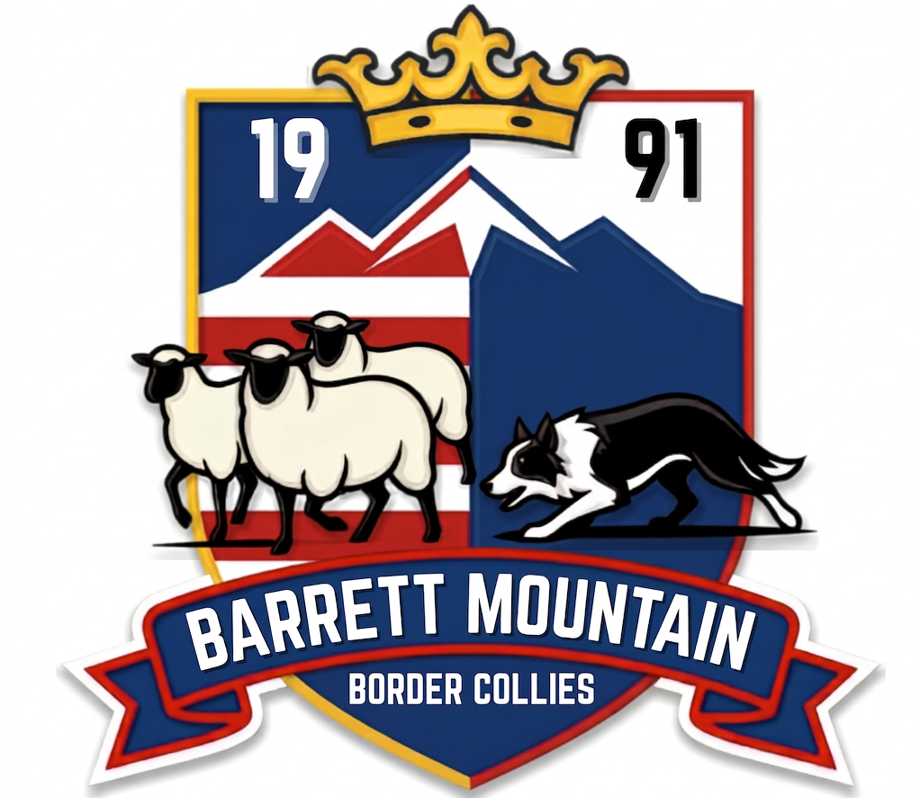 Barrett Mountain Border Collies
